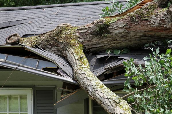 Cost of Storm Remediation in Plano