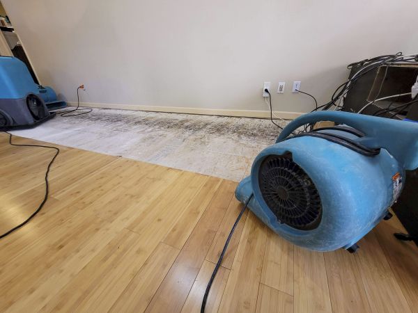 Cost of Water Damage Mitigation in Plano