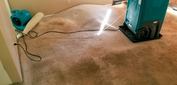 Cost of Carpet Water Extraction in Plano